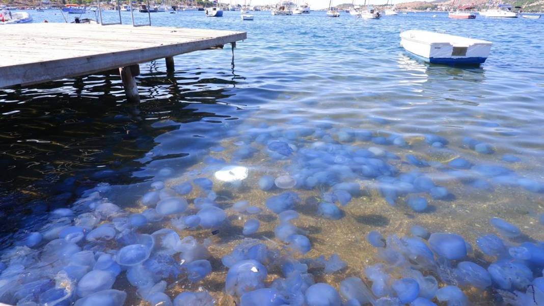 O ilimizde 'istila' sürüyor! Bütün kıyıyı ele geçirdiler, bu yıl çok artış var 23